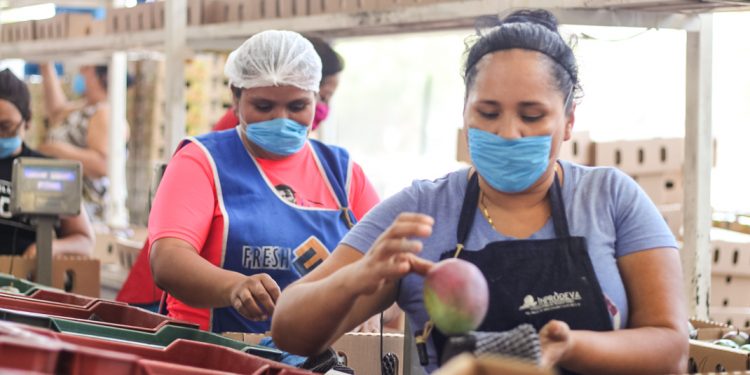 Logra Michoacán alto rendimiento en producción de mango