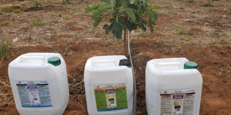 Con Agricultura Sustentable, se potencia producción de higo en Michoacán