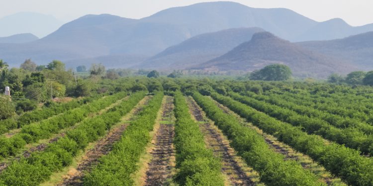 Crece en Michoacán superficie de cultivos de limón orgánico