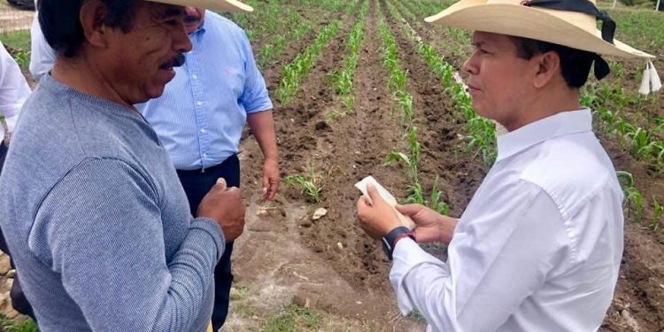 Unen esfuerzos para fortalecer producción de maíz