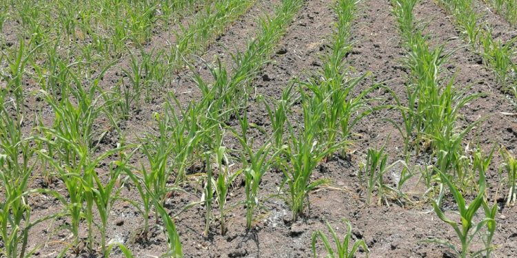 Agricultura Sustentable en Michoacán, estrategia de lucha contra el hambre