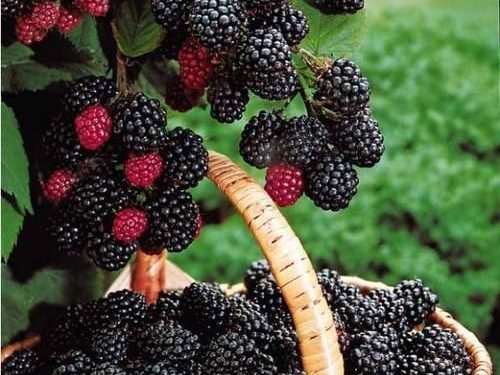 En 6 años, Michoacán duplicó la producción de zarzamora