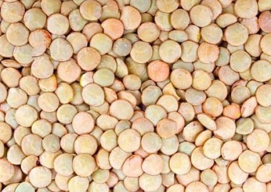 Produce Michoacán el 97 por ciento de la lenteja del país