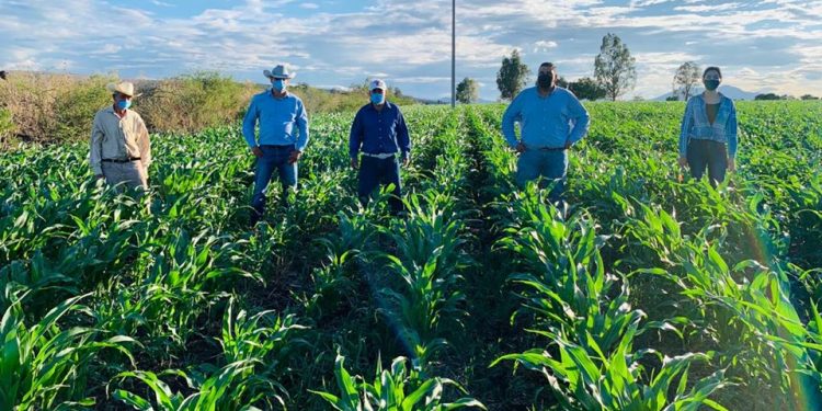 Agricultura Sustentable, la semilla para transformar el agro en Michoacán