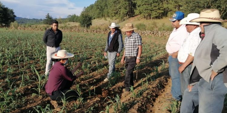 Campesinos de Erongarícuaro optan por erradicar el uso de agroquímicos