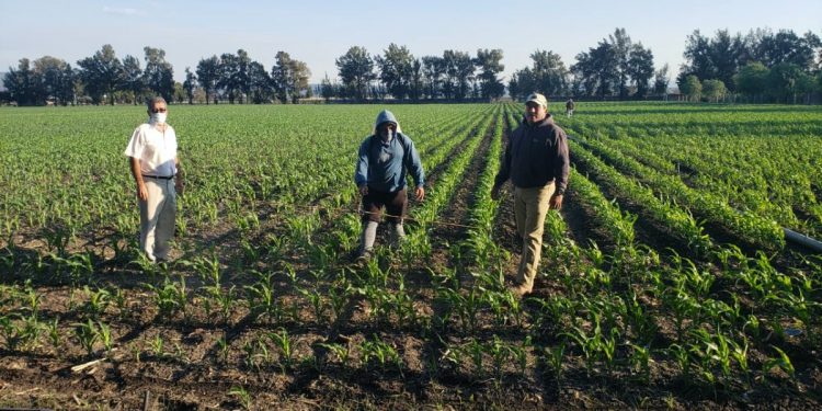 En Yurécuaro, se corroboran las bondades del Programa de Agricultura Sustentable