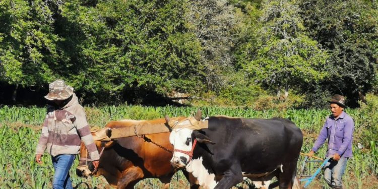 En Pichátaro, Agricultura Sustentable brinda mayor nutrición en cultivos