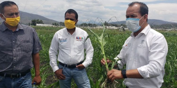 Gobierno de Michoacán desazolva 10 km del Río Angulo en Panindícuaro