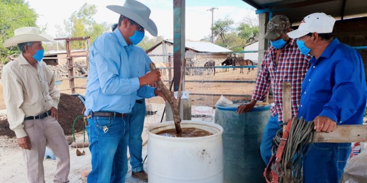 Con Agricultura Sustentable, el 20 por ciento de la superficie agrícola de Penjamillo