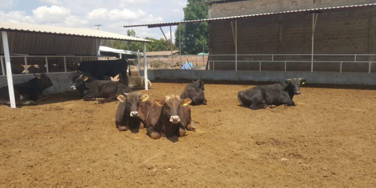 Incentiva Gobierno de Michoacán corral de manejo en Tzintzuntzan