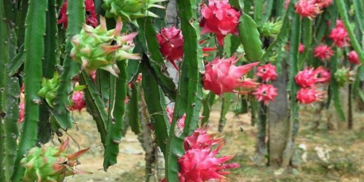 Se incorpora a la Agricultura Sustentable cultivo de pitahaya en Santa Fe