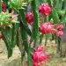Se incorpora a la Agricultura Sustentable cultivo de pitahaya en Santa Fe