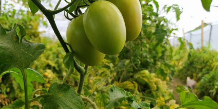 Agricultura Sustentable convence a productores de jitomate en Huandacareo