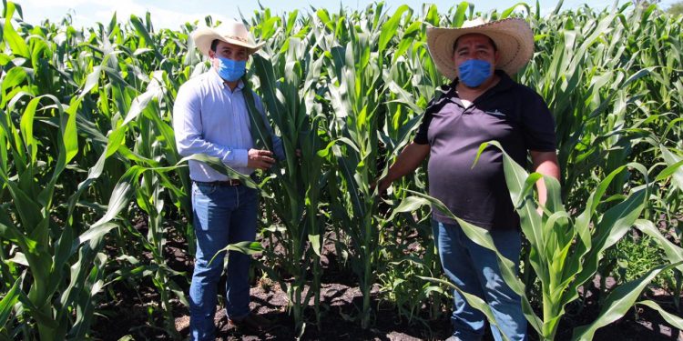 Con Agricultura Sustentable, más de mil 200 hectáreas de cultivos en Penjamillo