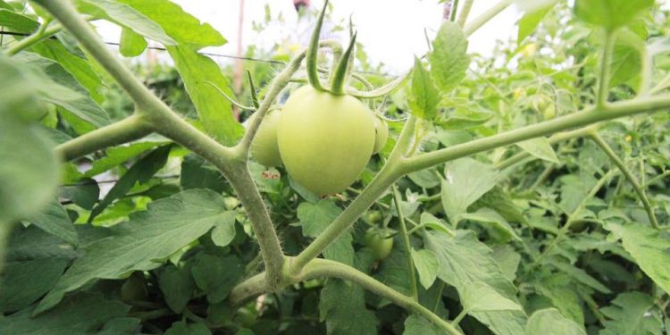 Apuntala Sedrua cultivos de jitomate con Agricultura Sustentable en Huandacareo