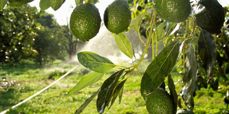 Exportadas a EU, 48 mil toneladas más de aguacate que el ciclo anterior