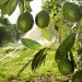 Exportadas a EU, 48 mil toneladas más de aguacate que el ciclo anterior