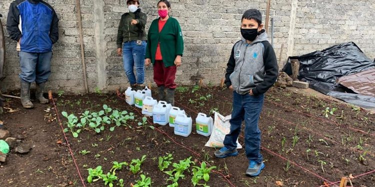 En 15 días inician cosechas en huertos de Agricultura Sustentable, en Cuanajo