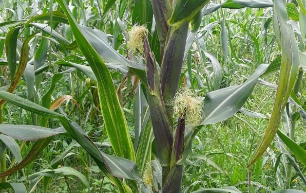 Agricultura Sustentable lo vuelve a hacer: logra 5 elotes por planta de maíz