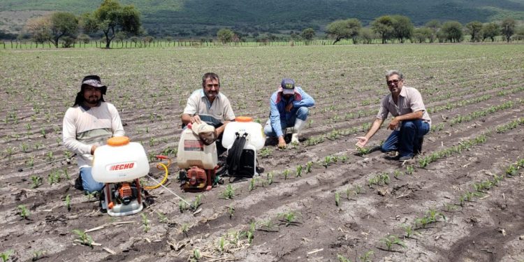 En Tanhuato, comprueban efectividad de Agricultura Sustentable