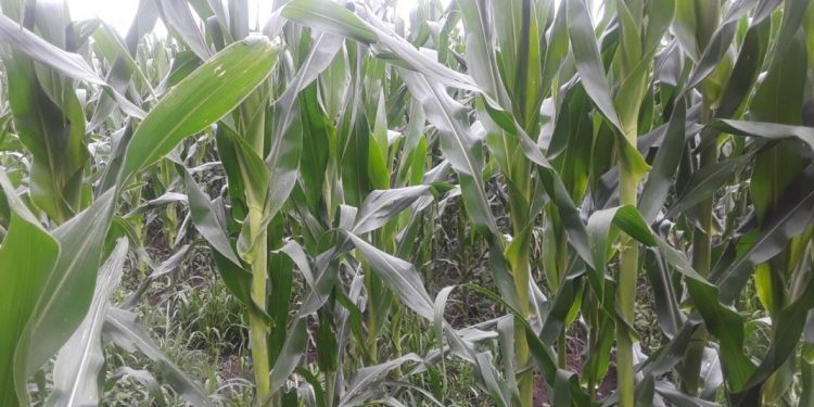 Contundentes resultados de Agricultura Sustentable en Queréndar