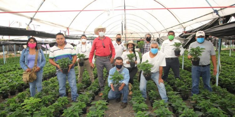 Agricultura Sustentable potenciará producción de Nochebuena en Michoacán