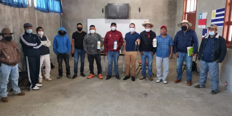 Cultivo vigoroso de maíz con Agricultura Sustentable en Nuevo Parangaricutiro