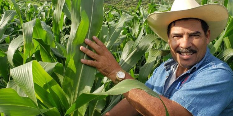 Agricultura Sustentable logra plantas de maíz de 2 metros en sólo 35 días