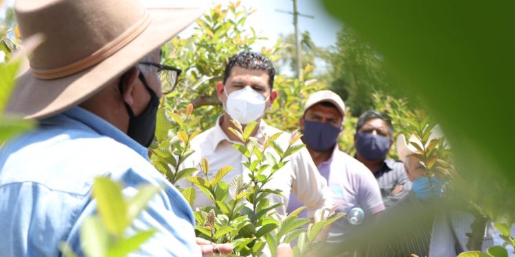 El campo michoacano con agricultura sustentable se transforma: Octavio Ocampo