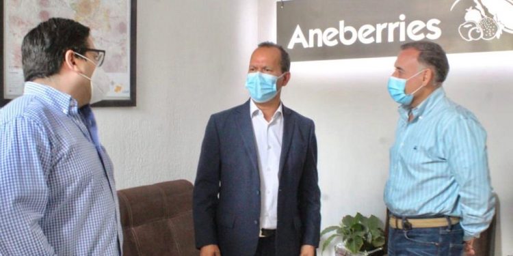 La industria de las berries, pilar que da fortaleza a la economía en Michoacán