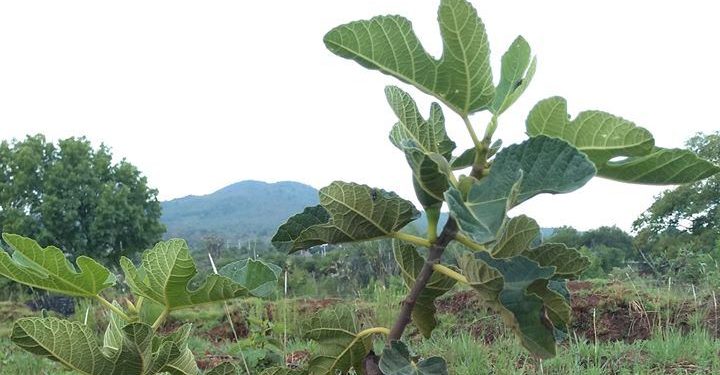 Con Agricultura Sustentables, abundantes frutos en plantas de higo