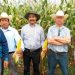 Cultivos de maíz, demuestran efectividad de Agricultura Sustentable en Michoacán