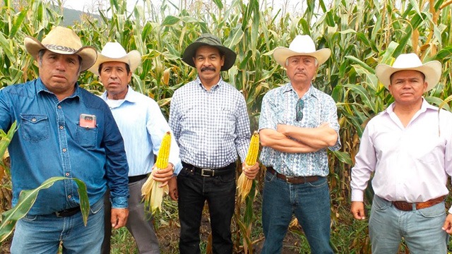 Cultivos de maíz, demuestran efectividad de Agricultura Sustentable en Michoacán