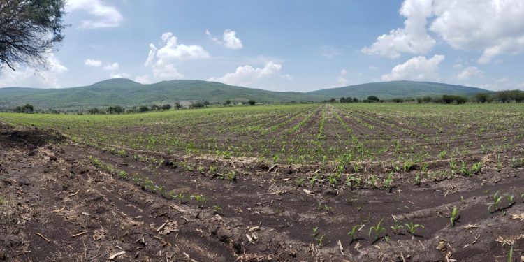 Agricultura Sustentable demuestra su efectividad en maíz, en Morelia