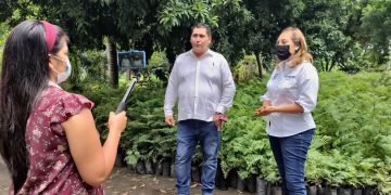 GESTIONA CUQUITA CABRERA NUEVAMENTE ÁRBOLES PARA REFORESTAR EL ESTADO