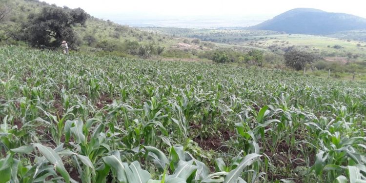 Resisten granizada plantas de maíz de Agricultura Sustentable en Indaparapeo