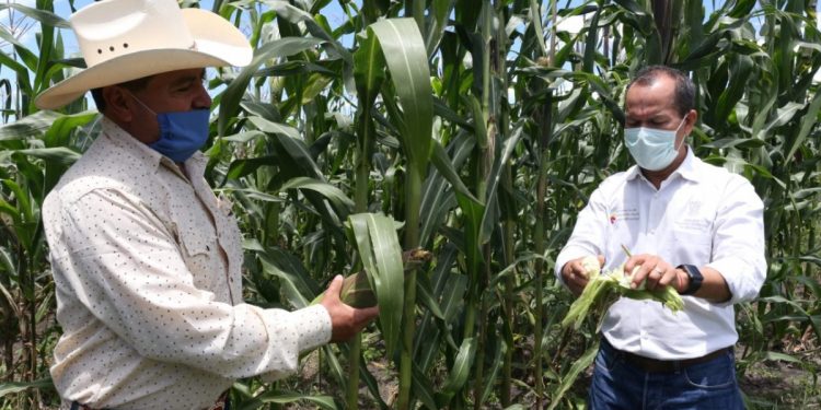 Estiman en un 300 por ciento el crecimiento en cosecha de maíz en Contepec