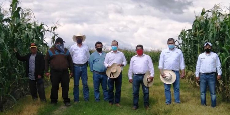 Casi 3 metros alcanza maíz forrajero en Contepec, con Agricultura Sustentable