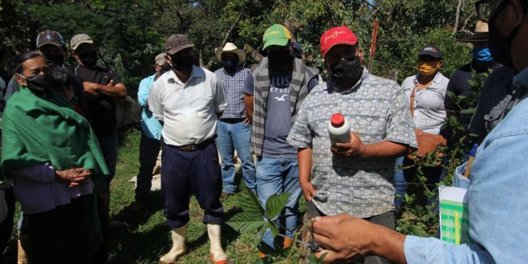 Agricultura Sustentable potenciará cultivo de zarzamora en Ario de Rosales