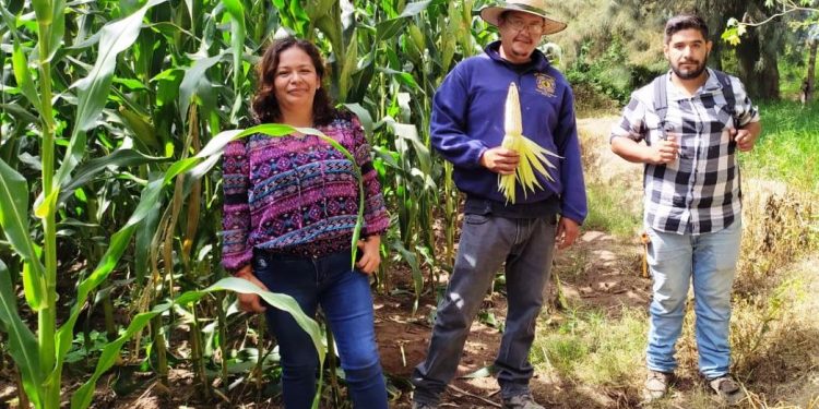 Duplica su tamaño planta de maíz con Agricultura Sustentable en Chucándiro