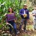 Duplica su tamaño planta de maíz con Agricultura Sustentable en Chucándiro