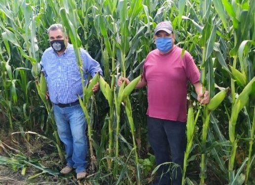 Promete Agricultura Sustentable duplicar producción de maíz en Zacapu