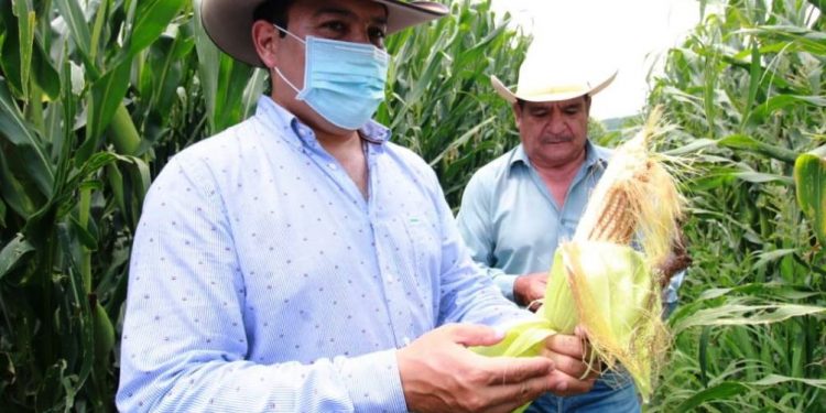 Elotes casi de un kilo logra Agricultura Sustentable en Ecuandureo
