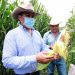 Elotes casi de un kilo logra Agricultura Sustentable en Ecuandureo