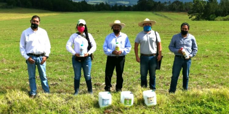 Mejoran cultivos de avena con Agricultura Sustentable en Erongarícuaro