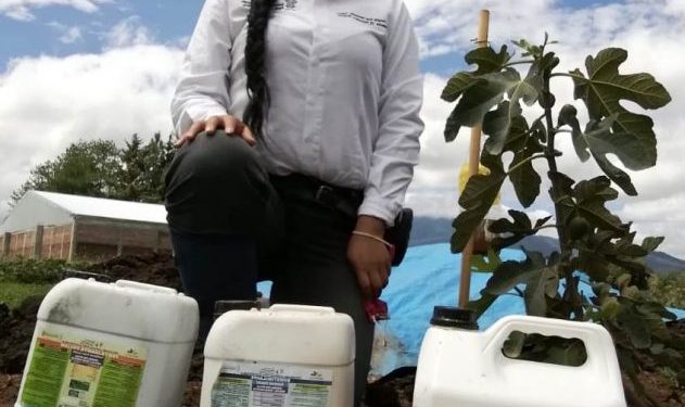 Tamaño y peso de higo con Agricultura Sustentable sorprende en Tzintzuntzan