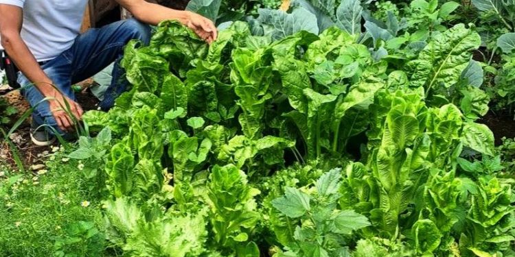 Cosecha Michoacán hortalizas sanas y frescas con Agricultura Sustentable