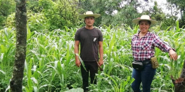 Extraordinaria milpa en La Huacana, con Agricultura Sustentable