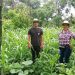 Extraordinaria milpa en La Huacana, con Agricultura Sustentable