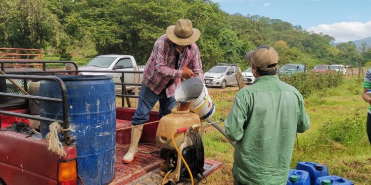 Ingresan a Agricultura Sustentable 25 hectáreas de zarzamora en Ziracuaretiro